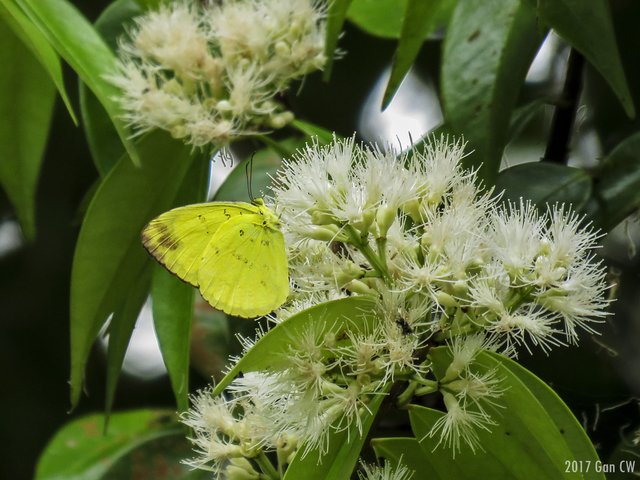 Eurema andersoni andersoni•&copy; Gan Cheong Weei•CC BY-NC 4.0