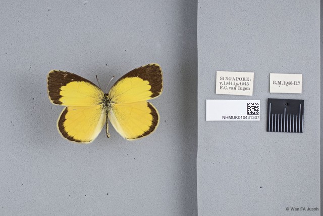 Eurema brigitta•&copy; Wan FA Jusoh•All Rights Reserved