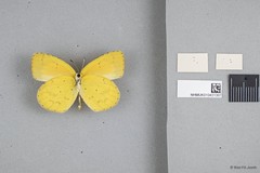 Eurema brigitta•&copy; Wan FA Jusoh•All Rights Reserved