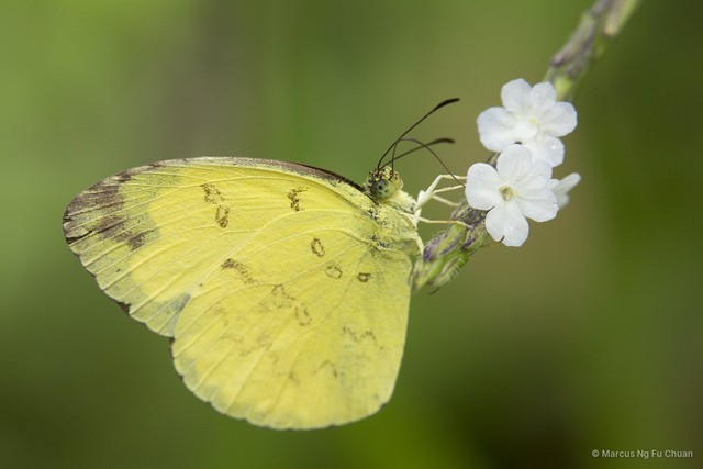 Eurema hecabe contubernalis•&copy; Marcus Ng Fu Chuan•All Rights Reserved