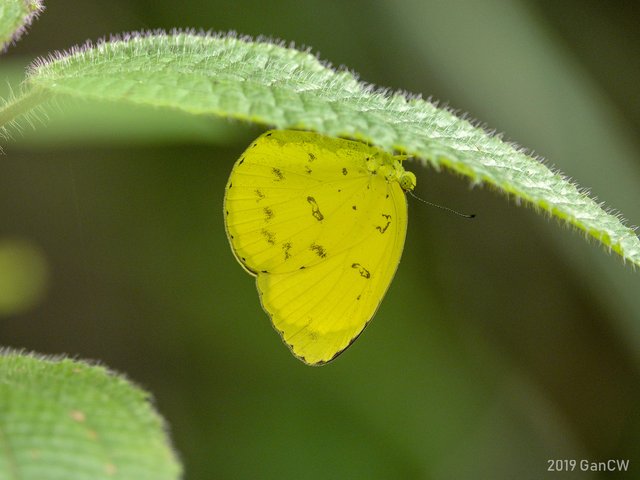 Eurema blanda snelleni•&copy; Gan Cheong Weei•CC BY-NC 4.0