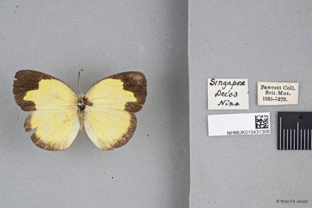 Eurema sari sodalis•&copy; Wan FA Jusoh•All Rights Reserved