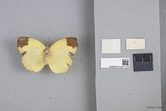 Eurema sari sodalis•&copy; Wan FA Jusoh•All Rights Reserved
