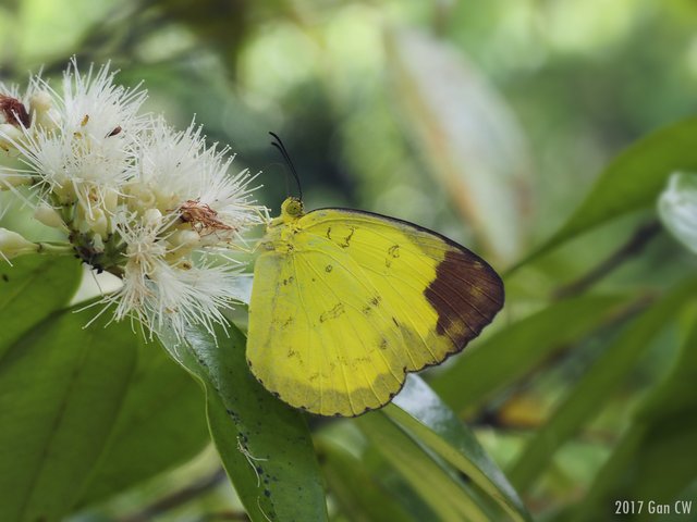 Eurema simulatrix tecmessa•&copy; Gan Cheong Weei•CC BY-NC 4.0