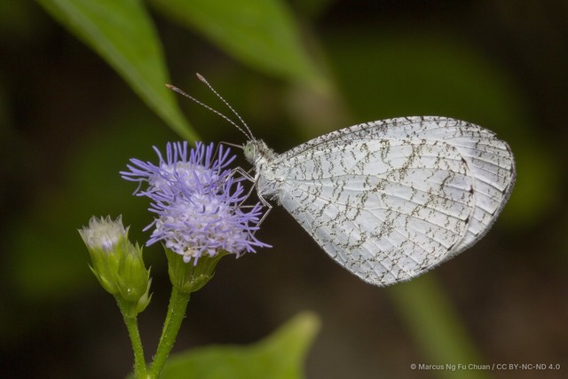 Leptosia nina malayana•&copy; Marcus Ng Fu Chuan•CC BY-NC-ND 4.0