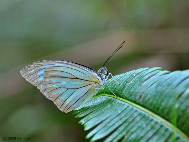 Pareronia valeria lutescens•&copy; Gan Cheong Weei•CC BY-NC 4.0