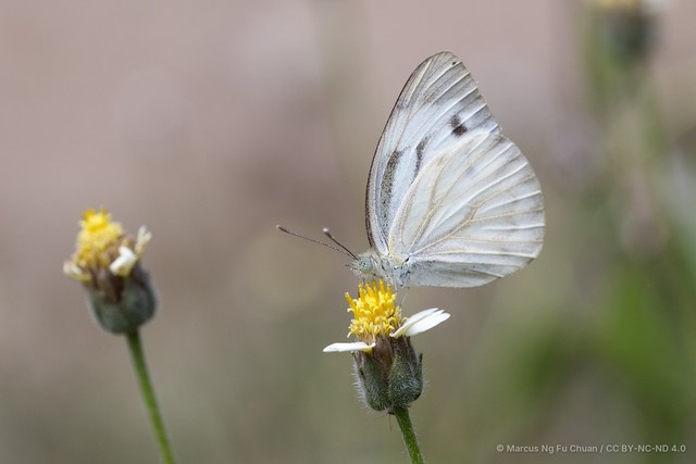 Pieris canidia canidia•&copy; Marcus Ng Fu Chuan•CC BY-NC-ND 4.0