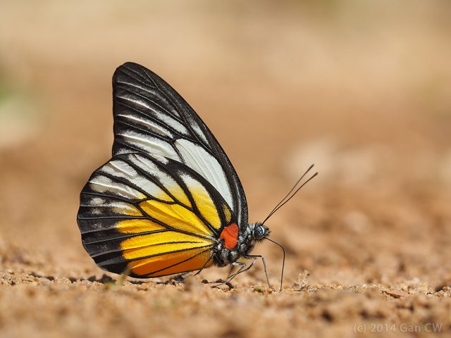 Prioneris philonome themana•&copy; Gan Cheong Weei•CC BY-NC 4.0