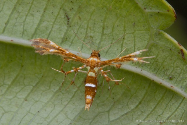 Deuterocopus planeta•&copy; Marcus Ng Fu Chuan•CC BY-NC-ND 4.0