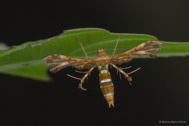 Deuterocopus ritsemae•&copy; Marcus Ng Fu Chuan•All Rights Reserved