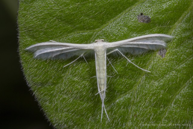 Pterophorus lacteipennis•&copy; Marcus Ng Fu Chuan•CC BY-NC-ND 4.0