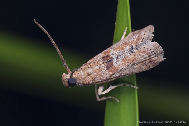 Pylagonia cristata•&copy; Marcus Ng Fu Chuan•CC BY-NC-ND 4.0