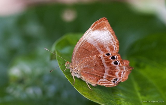 Abisara saturata kausambioides•&copy; Marcus Ng Fu Chuan•All Rights Reserved
