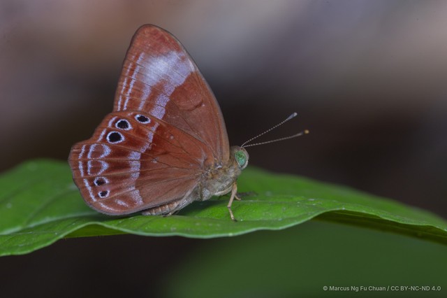Abisara geza niya•&copy; Marcus Ng Fu Chuan•CC BY-NC-ND 4.0