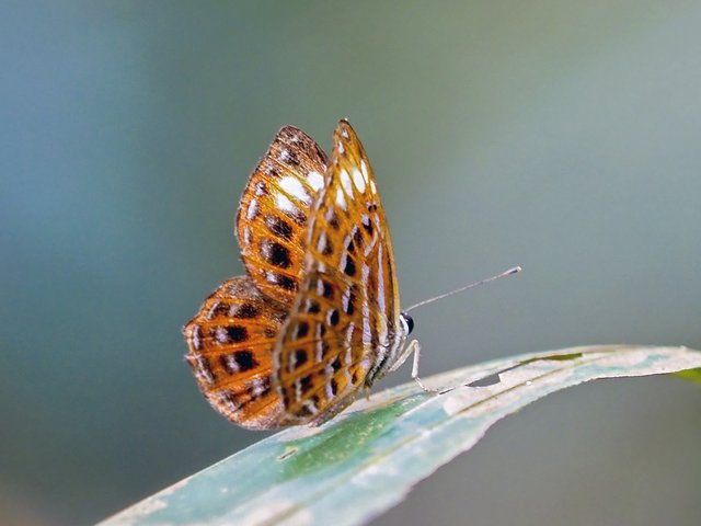 Laxita thuisto•&copy; Gan Cheong Weei•CC BY-NC 4.0