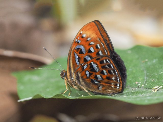 Taxila haquinus haquinus•&copy; Gan Cheong Weei•CC BY-NC-ND 4.0