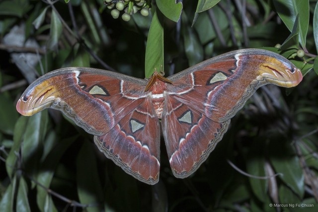 Attacus atlas•&copy; Marcus Ng Fu Chuan•All Rights Reserved
