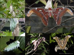 Attacus atlas•&copy; Ria Tan•All Rights Reserved