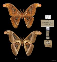 Attacus atlas•&copy; Ang Yuchen•All Rights Reserved