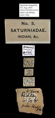 Attacus atlas•All Rights ReservedMuseum Label