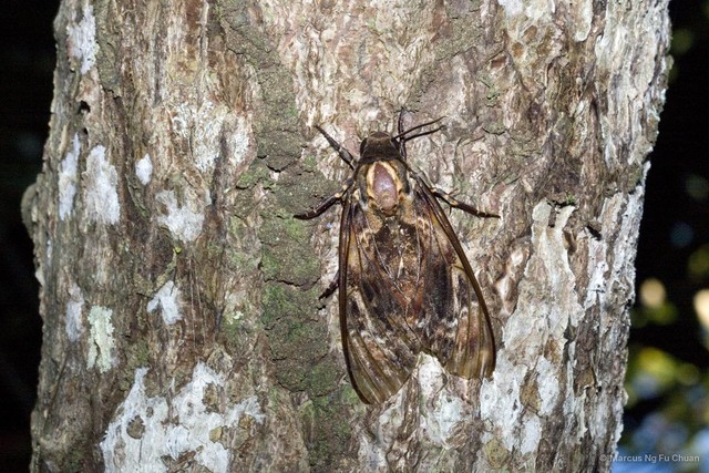 Acherontia lachesis•&copy; Marcus Ng Fu Chuan•All Rights Reserved