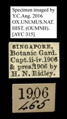 Acherontia styx medusa•All Rights ReservedMuseum Label