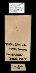 Daphnis hypothous•All Rights ReservedMuseum Label