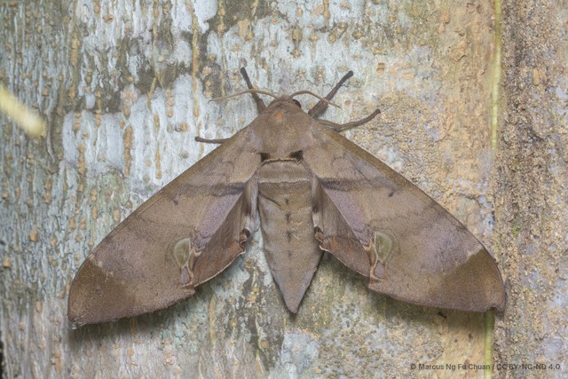 Daphnusa ocellaris•&copy; Marcus Ng Fu Chuan•CC BY-NC-ND 4.0
