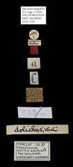 Elibia dolichus•All Rights ReservedMuseum Label