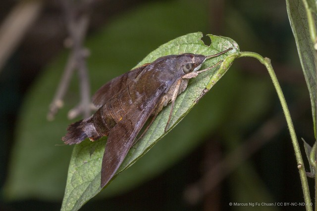 Macroglossum corythus•&copy; Marcus Ng Fu Chuan•CC BY-NC-ND 4.0
