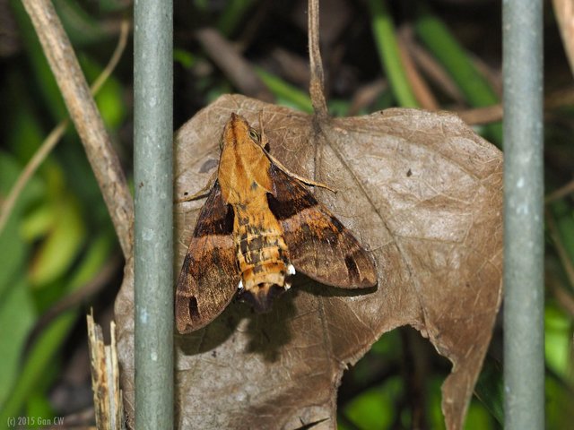 Macroglossum sitiene•&copy; Gan Cheong Weei•CC BY-NC 4.0