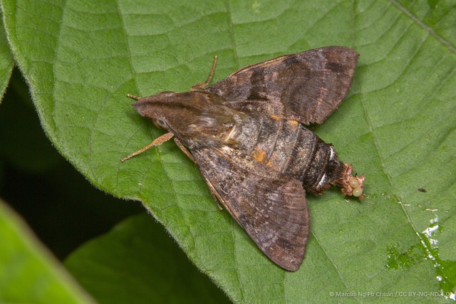 Macroglossum variegatum•&copy; Marcus Ng Fu Chuan•CC BY-NC-ND 4.0