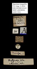 Theretra suffusa•All Rights ReservedMuseum Label