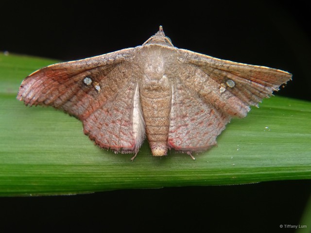 Banisia lobata•&copy; Tiffany Lum•All Rights Reserved