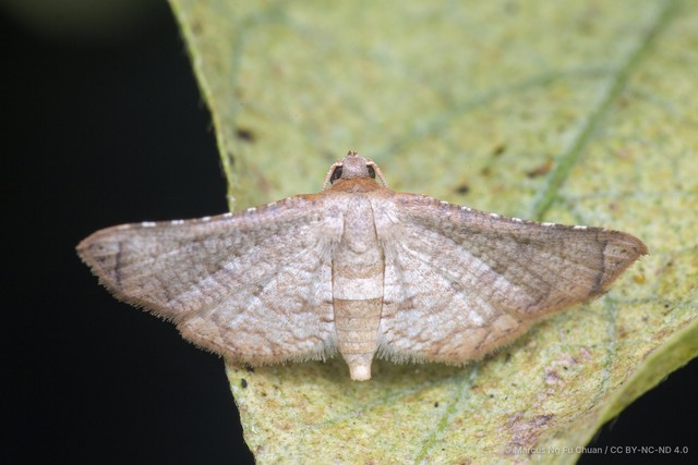 Hypolamprus bastialis•&copy; Marcus Ng Fu Chuan•CC BY-NC-ND 4.0