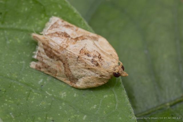 Adoxophyes privatana•&copy; Marcus Ng Fu Chuan•CC BY-NC-ND 4.0