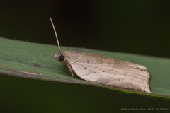 Meridemis furtiva Diakonoff, 1976