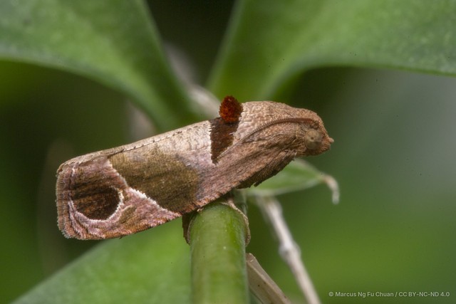 Sorolopha cyclotoma•&copy; Marcus Ng Fu Chuan•CC BY-NC-ND 4.0