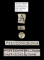 Acropteris rectinervata•All Rights ReservedMuseum Label