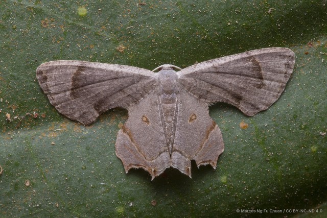 Dysaethria indignaria•&copy; Marcus Ng Fu Chuan•CC BY-NC-ND 4.0
