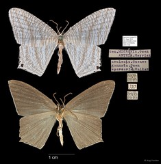 Micronia aculeata•&copy; Ang Yuchen•All Rights Reserved