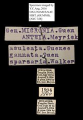 Micronia aculeata•All Rights ReservedMuseum Label