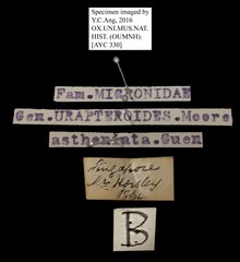 Urapteroides astheniata•All Rights ReservedMuseum Label