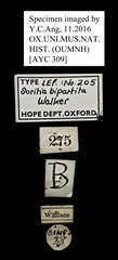 Anarbudas bipartita•All Rights ReservedMuseum Label