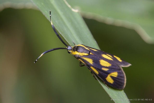 Artona (Zeuxippa) hainana•&copy; Marcus Ng Fu Chuan•CC BY-NC-ND 4.0