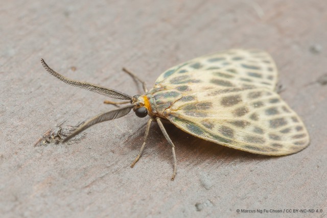 Boradiopsis harmani•&copy; Marcus Ng Fu Chuan•CC BY-NC-ND 4.0