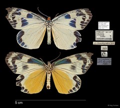 Chalcosia phalaenaria•&copy; Ang Yuchen•All Rights Reserved