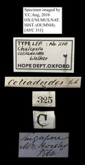 Chalcosia phalaenaria•All Rights ReservedMuseum Label