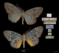 Cyclosia pieridoides glauca•&copy; Ang Yuchen•All Rights Reserved