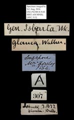 Cyclosia pieridoides glauca•All Rights ReservedMuseum Label